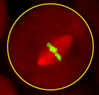 Cytoplasmic Volume Modulates Spindle Size During Embryogenesis