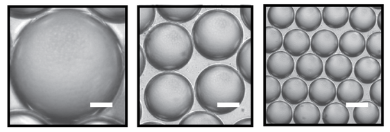 Cell Size and Growth Regulation