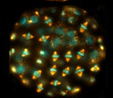 A Comparative Analysis of Spindle Morphometrics across Metazoans