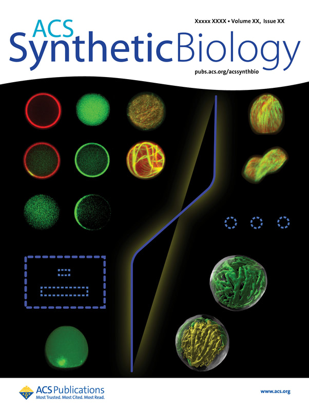 Patterning Microtubule Network Organization Reshapes Cell-Like Compartments​