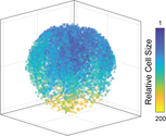 Integrating cellular dimensions with cell differentiation during early development