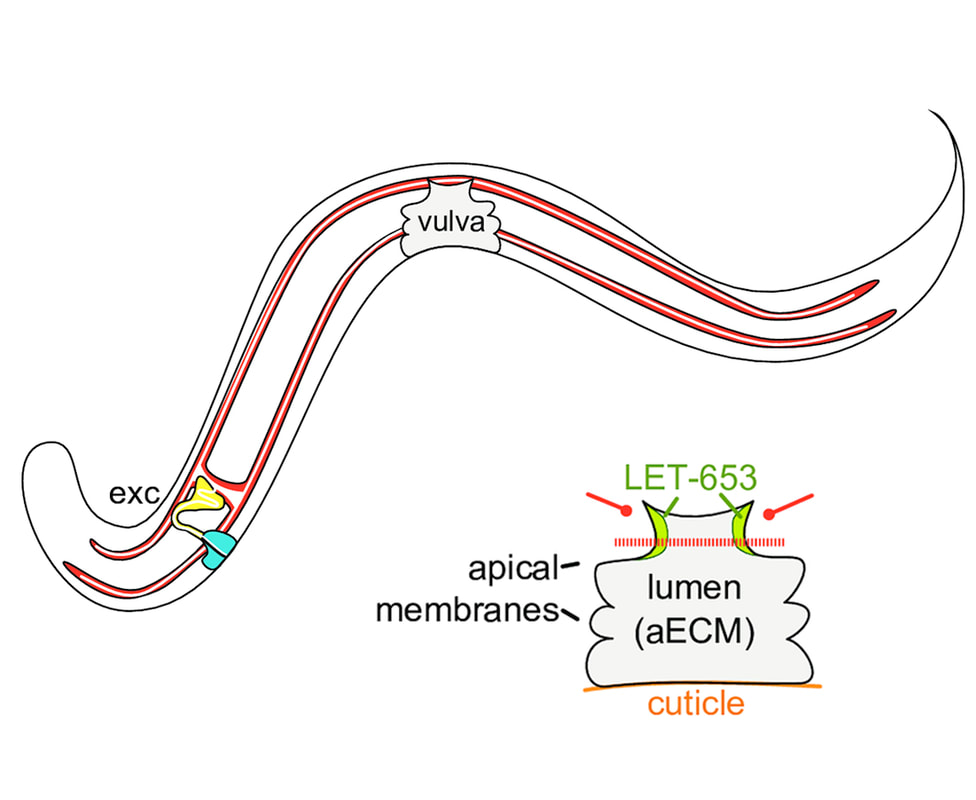 A C. elegans Zona Pellucida domain protein functions via its ZPc domain