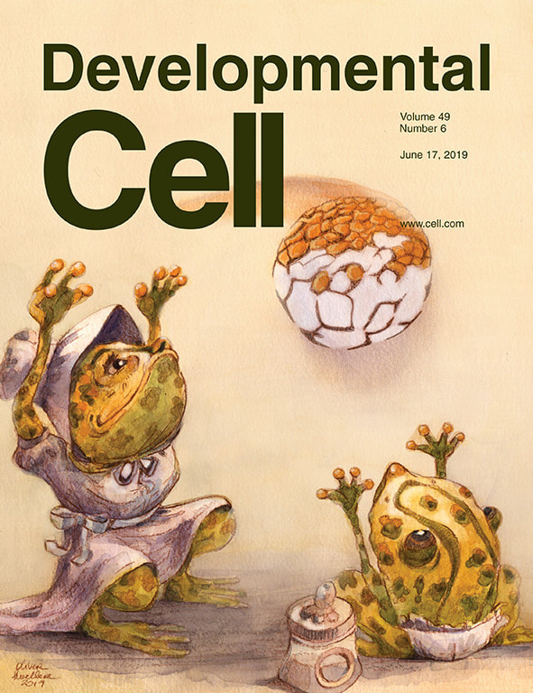 Spatiotemporal Patterning of Zygotic Genome Activation in A Model Vertebrate Embryo