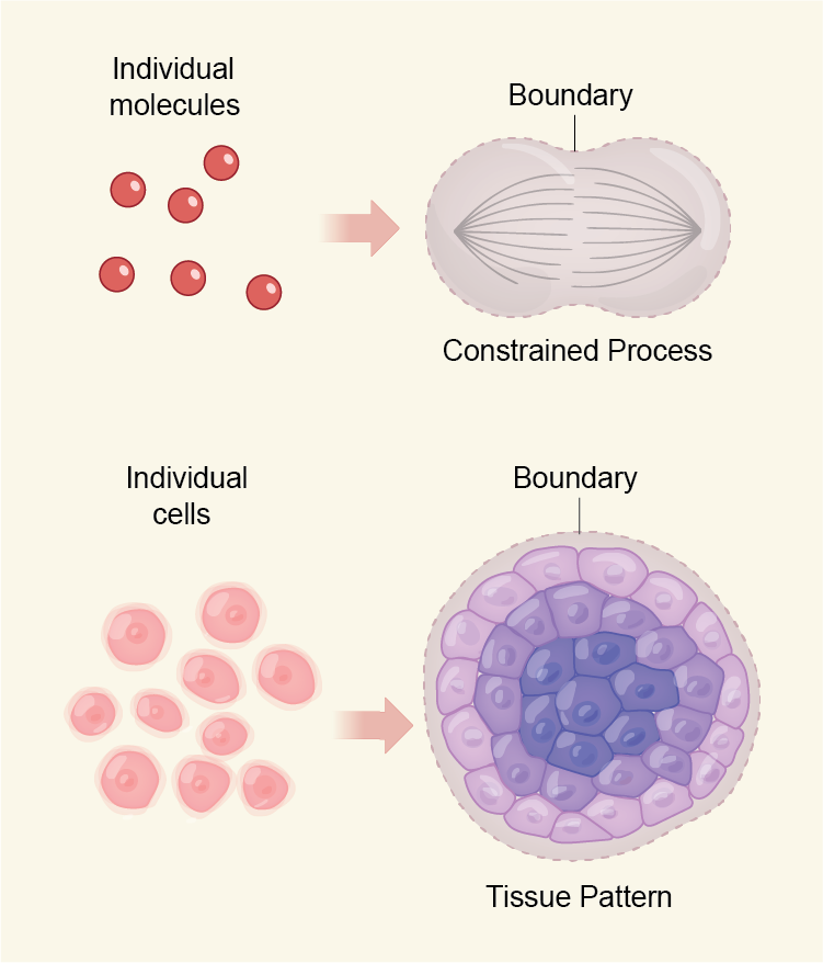 Cell Parts to Complex Processes, From the Bottom Up