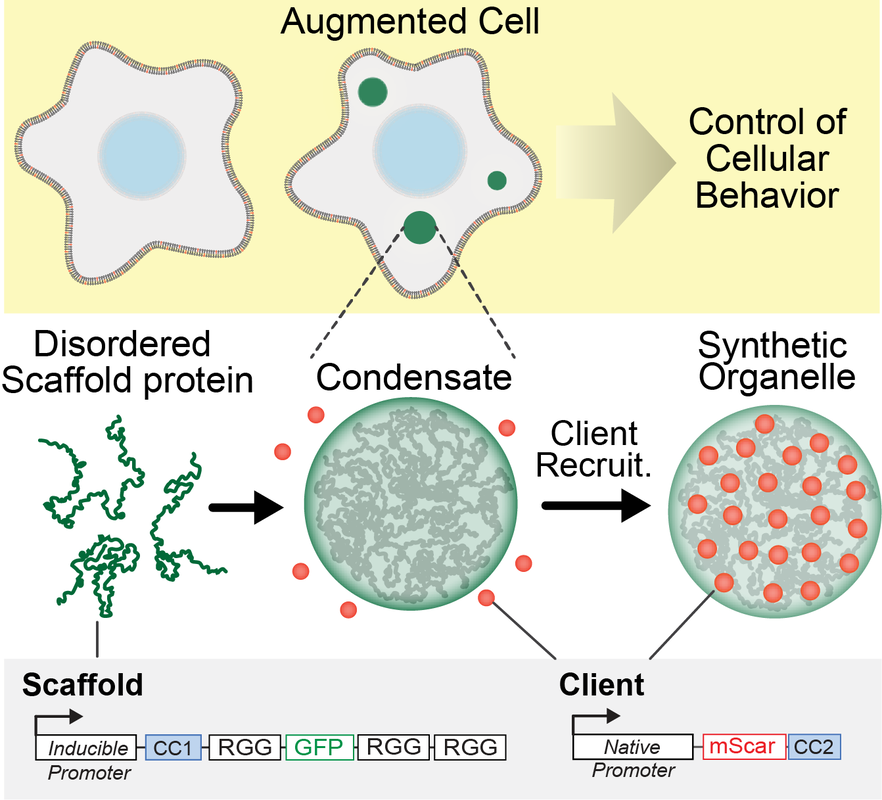 Designer Membraneless Organelles Sequester Native Factors for Control of Cell Behavior