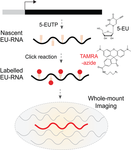 Imaging Nascent Transcription in Wholemount Vertebrate Embryos to Characterize Zygotic Genome Activation