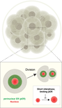 Nuclear sizER in Early Development