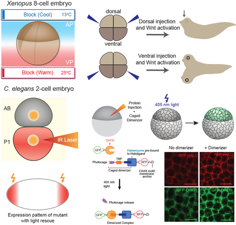 Peeking Under the Hood of Early Embryogenesis: Using Tools and Synthetic Biology to Understand Native Control Systems and Sculpt Tissues