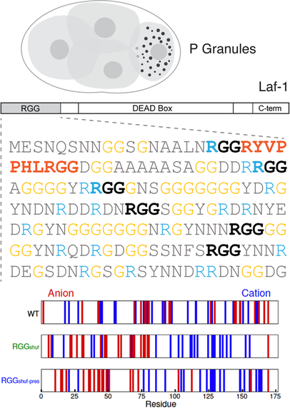 Identifying Sequence Perturbations to an Intrinsically Disordered Protein that Determine Its Phase Separation Behavior