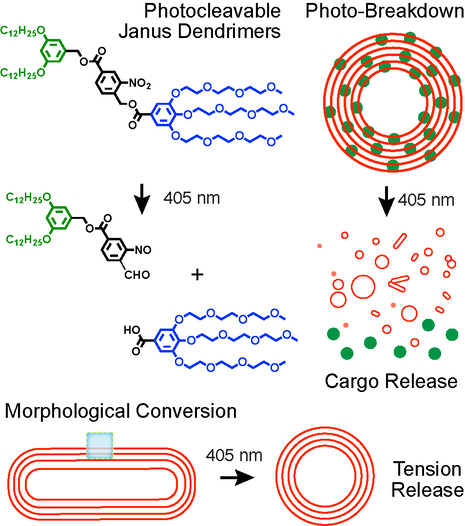 Direct Visualization of Vesicle Disassembly and Reassembly Using Photocleavable Dendrimers Elucidates Cargo Release Mechanisms