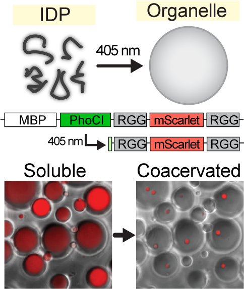 SPLIT: Stable Protein Coacervation Using a Light Induced Transition