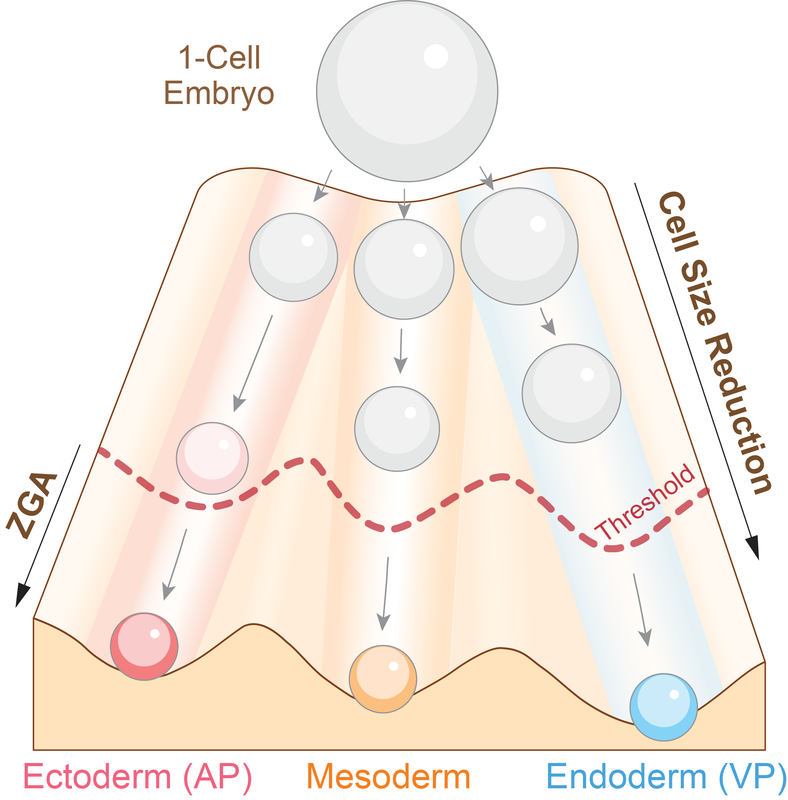 Nascent Transcriptome Reveals Orchestration of Zygotic Genome Activation In Early Embryogenesis