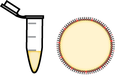 Probing the Biology of Cell Boundary Conditions Through Confinement of Xenopus Cell-Free Cytoplasmic Extracts