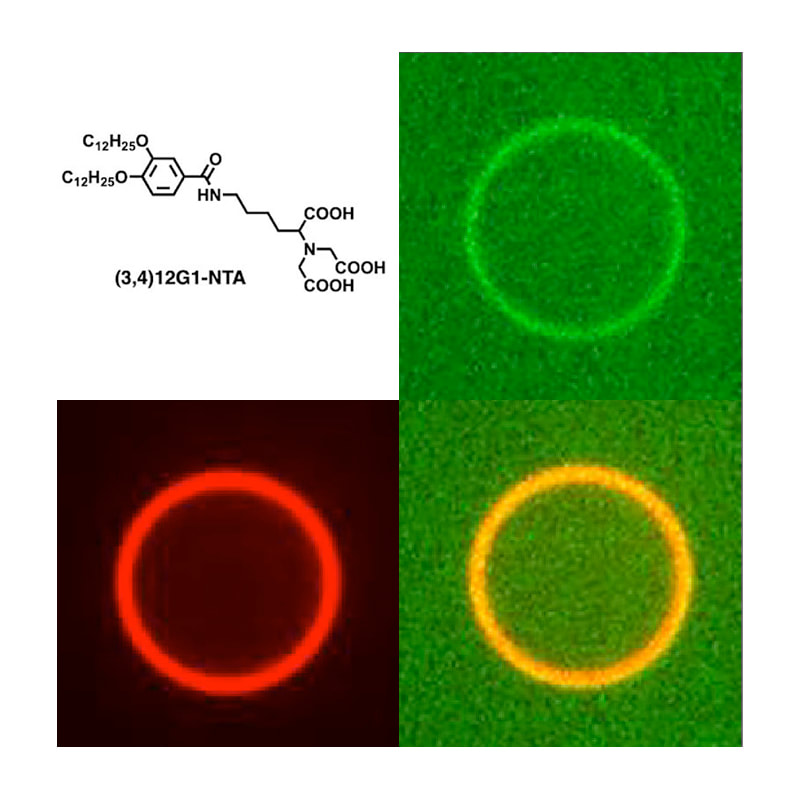 Co-assembly of liposomes, Dendrimersomes, and Polymersomes with amphiphilic Janus dendrimers conjugated to Mono- and Tris-Nitrilotriacetic Acid (NTA, TrisNTA) enhances protein recruitment